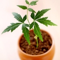 Azadirachta indická Azadirachta indica 3
