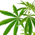 Konopí Cannabis 3