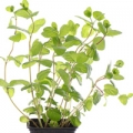 Citronový balzám Melissa officinalis 3