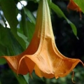Durman Brugmansia 3