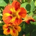 Lichořeřišnice Tropaeolum Majus 3