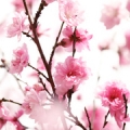 Švestkové květy Prunus mume 3