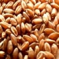 Pšenice Triticum 3