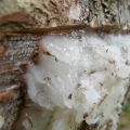 Elimi Canarium luzonicum 3