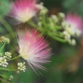 Květ hedvábného stromu Albizia julibrissin 3