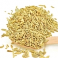 Fenykl Foeniculum Vulgare 3