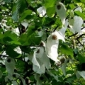 Davidie listenová Davidia involucrata 3