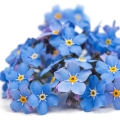 Pomněnka Myosotis 3