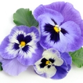 Maceška Viola tricolor hortensis 3