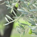 Olive flower Olea europaea 3