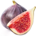 Fíkovník Ficus 3