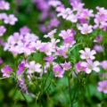 Fialkový šťovík lesní Oxalis violacea 3