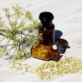 Andělika Archangelica officinalis 3