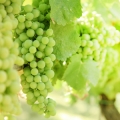 Réva Vitis Vinifera 3