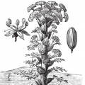 Galbanum Ferula gummosa, syn. galbaniflua 3
