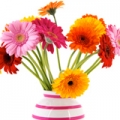 Gerbera Asteraceae 3