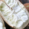 Kakaovník velkokvětý Theobroma Grandiflorum 3