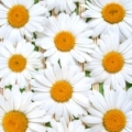 Sedmikráska Leucanthemum vulgare 3