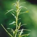 Pelyněk Artemisia absinthium 3