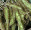 Kudzu Pueraria lobata 3