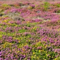 Vřes Calluna Vulgaris 3