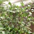 Bazalka indická Ocimum Tenuiflorum 3