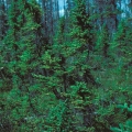 Černý smrk Picea Mariana 3