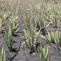 Aloe Vera Asphodelaceae 3