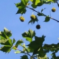 Klen Platanus occidentalis 3