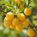 Mirabelka Prunus domestica 3