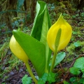 Skunkovka páchnoucí Lysichiton americanum 3