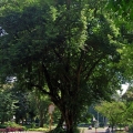 Černé dřevo Dalbergia latifolia 3