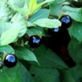 Rulík Atropa belladonna 3