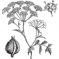 Bolehlav Conium maculatum 3