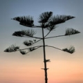 Brachychiton javorolistý Nuytsia floribunda 3