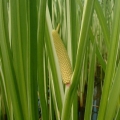 Puškvorec obecný Acorus calamus 3