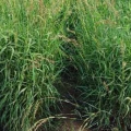 Palmarosa (palma růžová) Cymbopogon martinii 3