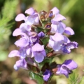 Černohlávek Prunella Vulgaris 3