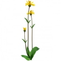 Prha Arnica montana 3