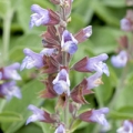 Šalvěj Salvia Officinalis 3