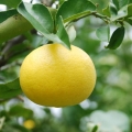 Grapefruitový květ Cītrus Paradīsi 3