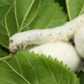 Moruše Morus Alba 3