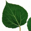 Poupata topolu Populus 3