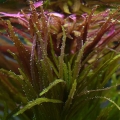 Limnophila aromatica Limnophila Aromatica 3