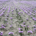 Šafrán Crocus Sativus Linneaus 3