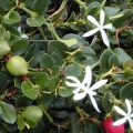 Voskovec Carissa Macrocarpa 3