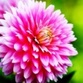 Jiřina Dahlia 3