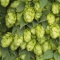 Chmel Humulus lupulus 3