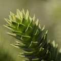 Blahočet Araucaria araucana 3
