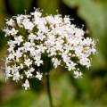 Kozlík lékařský Valeriana officinalis 3